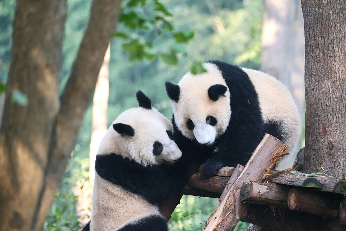 Panda 3
