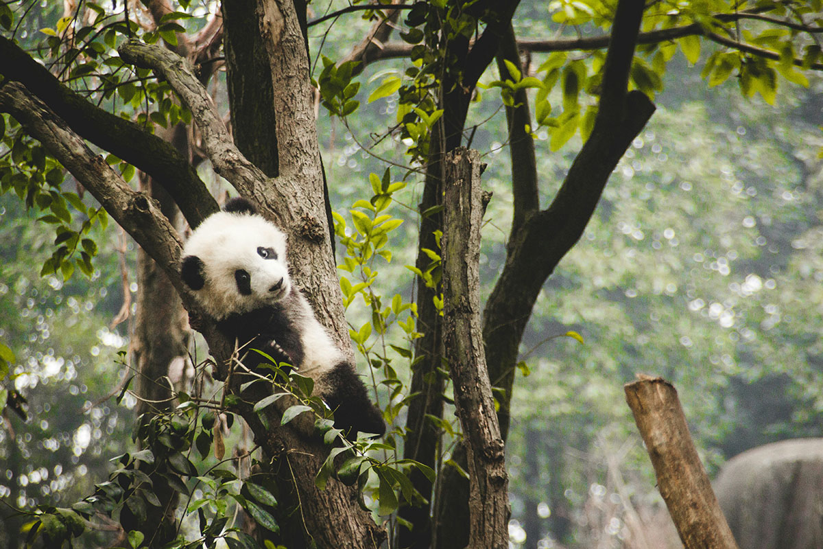 Panda 4
